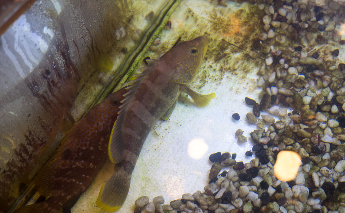 生け簀の銀次 泡瀬店 沖縄でも全国各地の美味しいお魚をいただけます