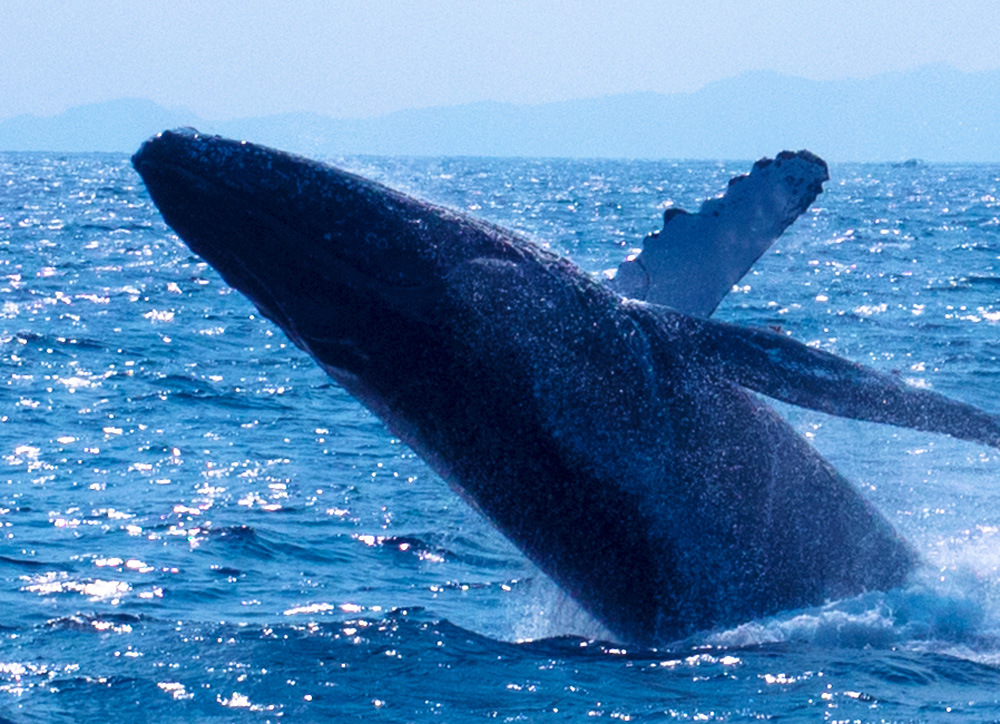 沖縄の冬の楽しみ方 ホエールウォッチング クジラは本当にみえるのか Oday