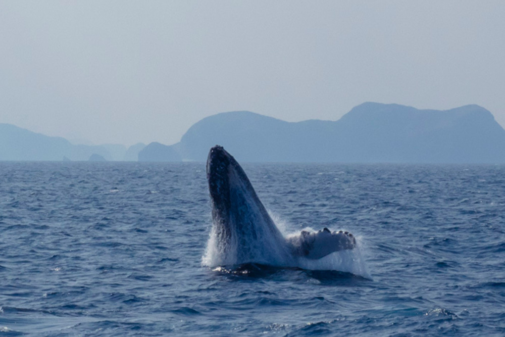 沖縄の冬の楽しみ方 ホエールウォッチング クジラは本当にみえるのか Oday