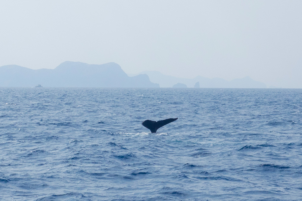 沖縄の冬の楽しみ方 ホエールウォッチング クジラは本当にみえるのか Oday