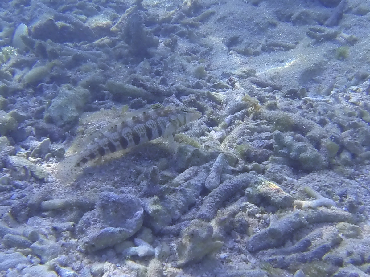 大度浜海岸でシュノーケル 美しい魚たちと景色に大満足 Oday