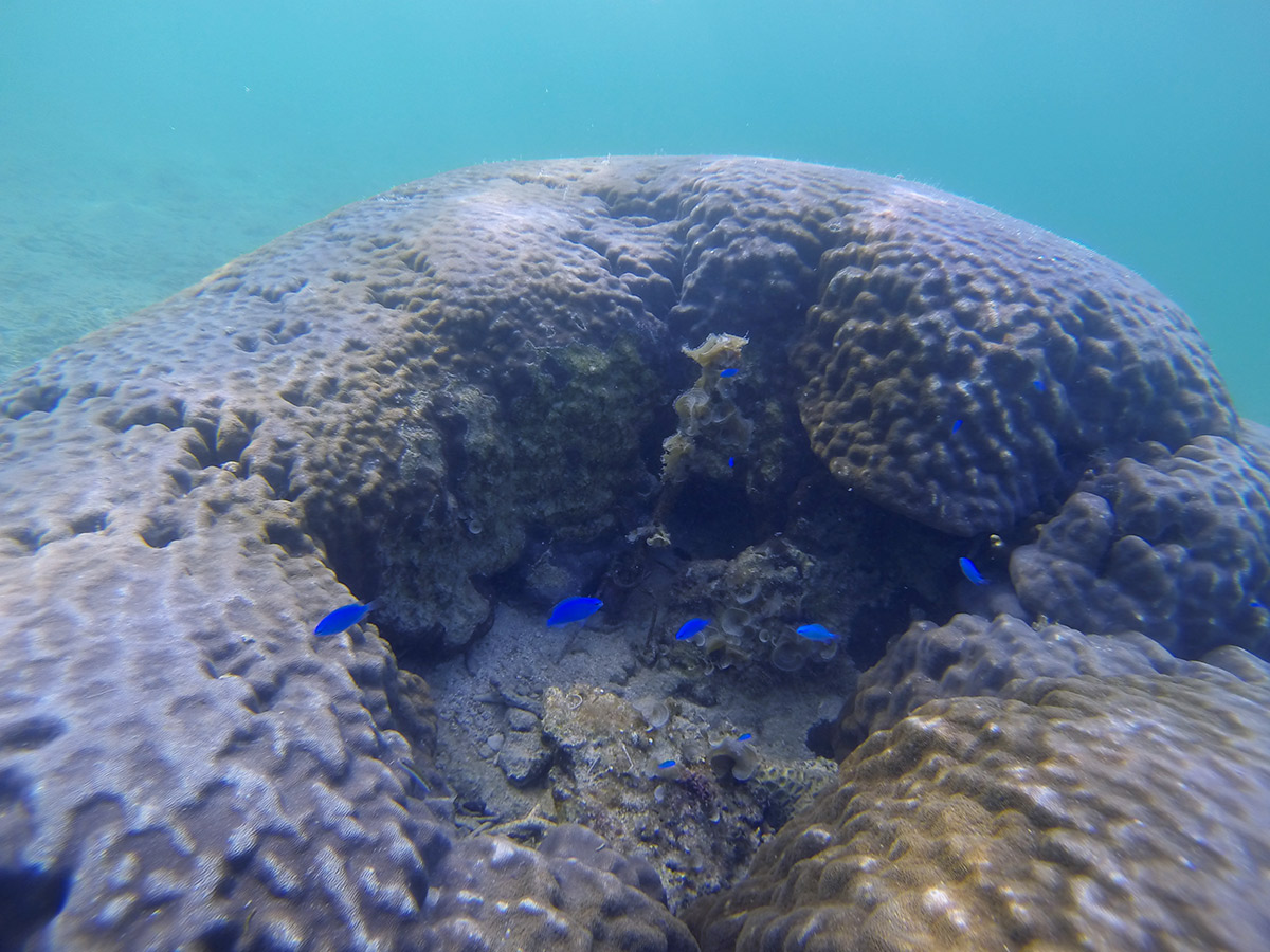 大度浜海岸でシュノーケル 美しい魚たちと景色に大満足 Oday