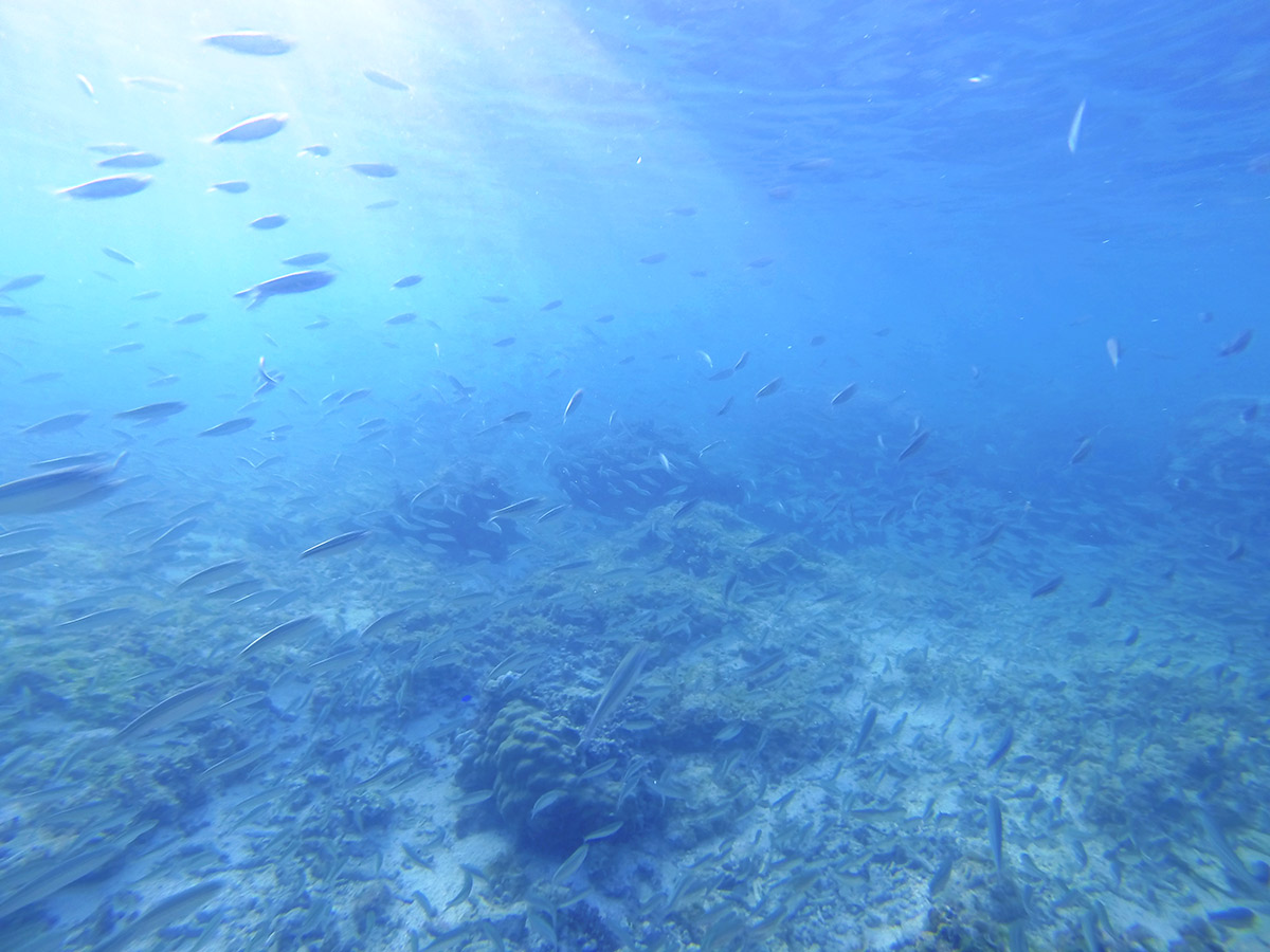 魚の群れとすれ違う