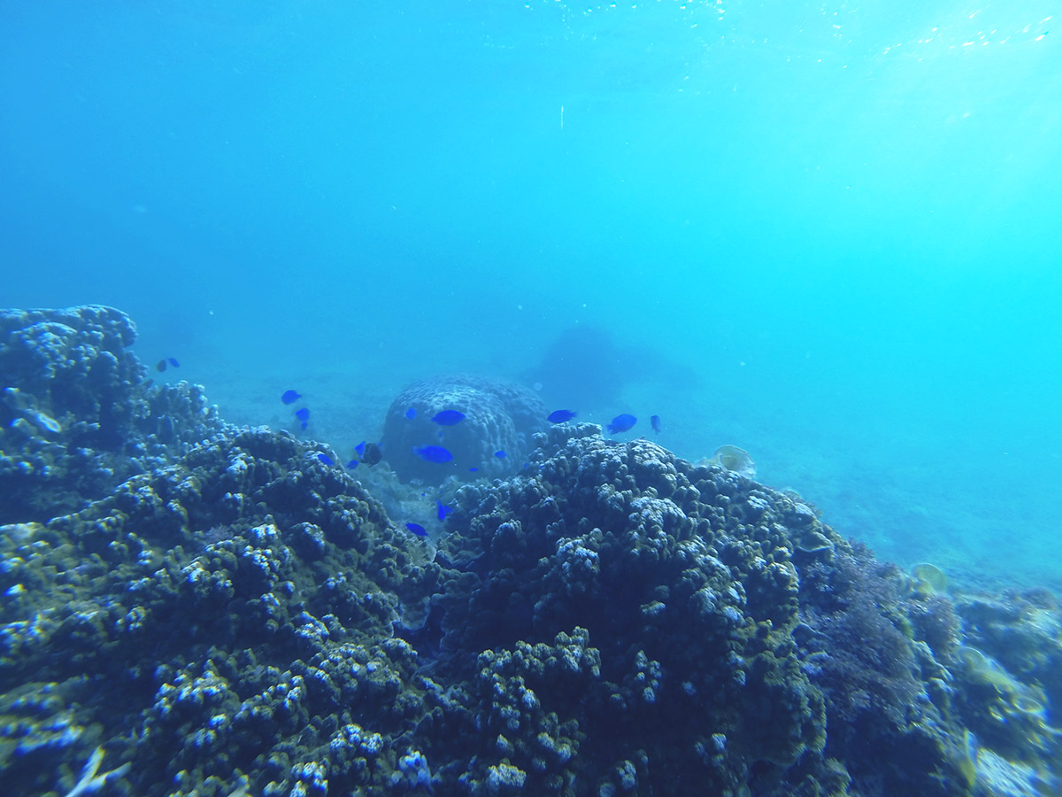 大度浜海岸でシュノーケル 美しい魚たちと景色に大満足 Oday