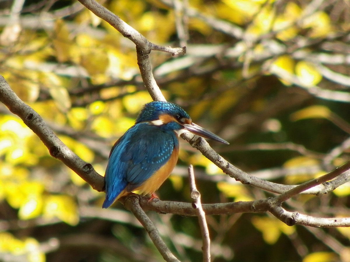 バードウォッチング