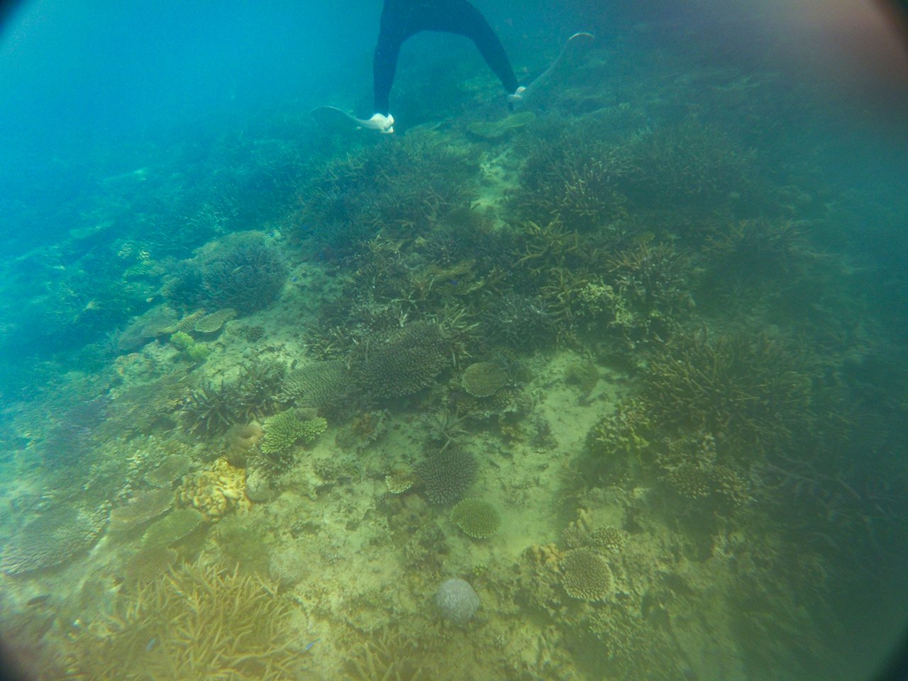 マリブビーチ でシュノーケル 青の洞窟近くで冬にもおすすめ Oday