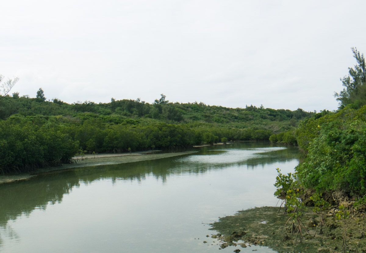 島尻マングローブ林は 宮古島で最も広いマングローブの自生地