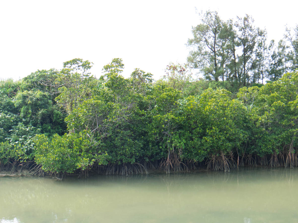 島尻マングローブ林は 宮古島で最も広いマングローブの自生地