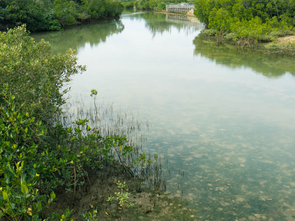 島尻マングローブ林は 宮古島で最も広いマングローブの自生地