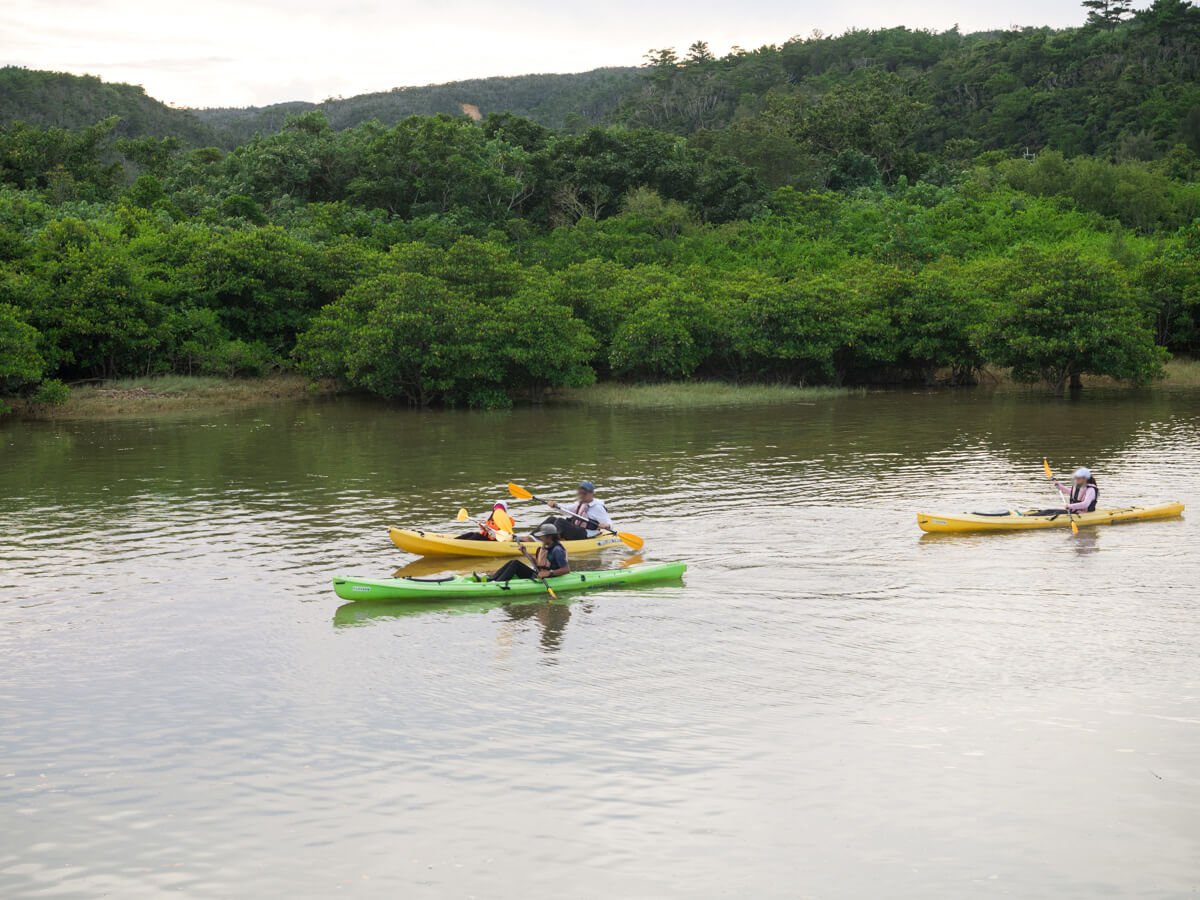 東村ふれあいヒルギ公園 マングローブが群生する貴重な川でのカヤック体験が人気 Oday